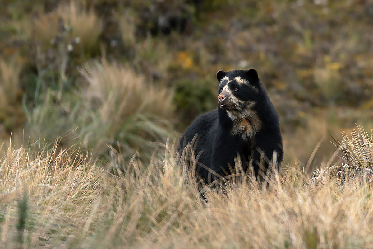 spectacled bear Luis ws1200
